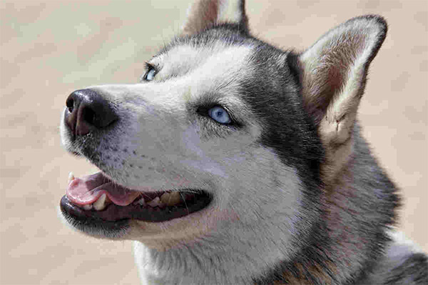 Original Image Original Image