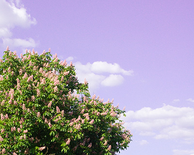 Ciel mauve Ciel mauve